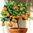 thumbnail image 3 of Fruit Seeds Orange Tree Seeds Dwarf Washington Navel Grow Indoors or Outdoors Non - GMO Easy to Grow Home Garden Plant - 30 Seeds, 3 of 5