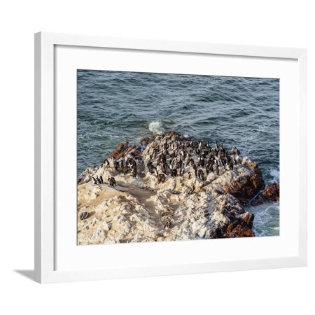 Humboldt penguins (Spheniscus humboldt) on the rock in Lagunillas, Paracas National Reserve, Ica Re Framed Print Wall Art By Karol Kozlowski