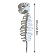 thumbnail image 3 of Dinosaur Skeleton Costume – 3D Realistic Prehistoric Skeleton Outfit with Detailed Skull, Halloween Dinosaur Cosplay Suit, Themed Skull Cosplay Props for Parties, Events & Photo Shoots, Green, 33in, 3 of 8
