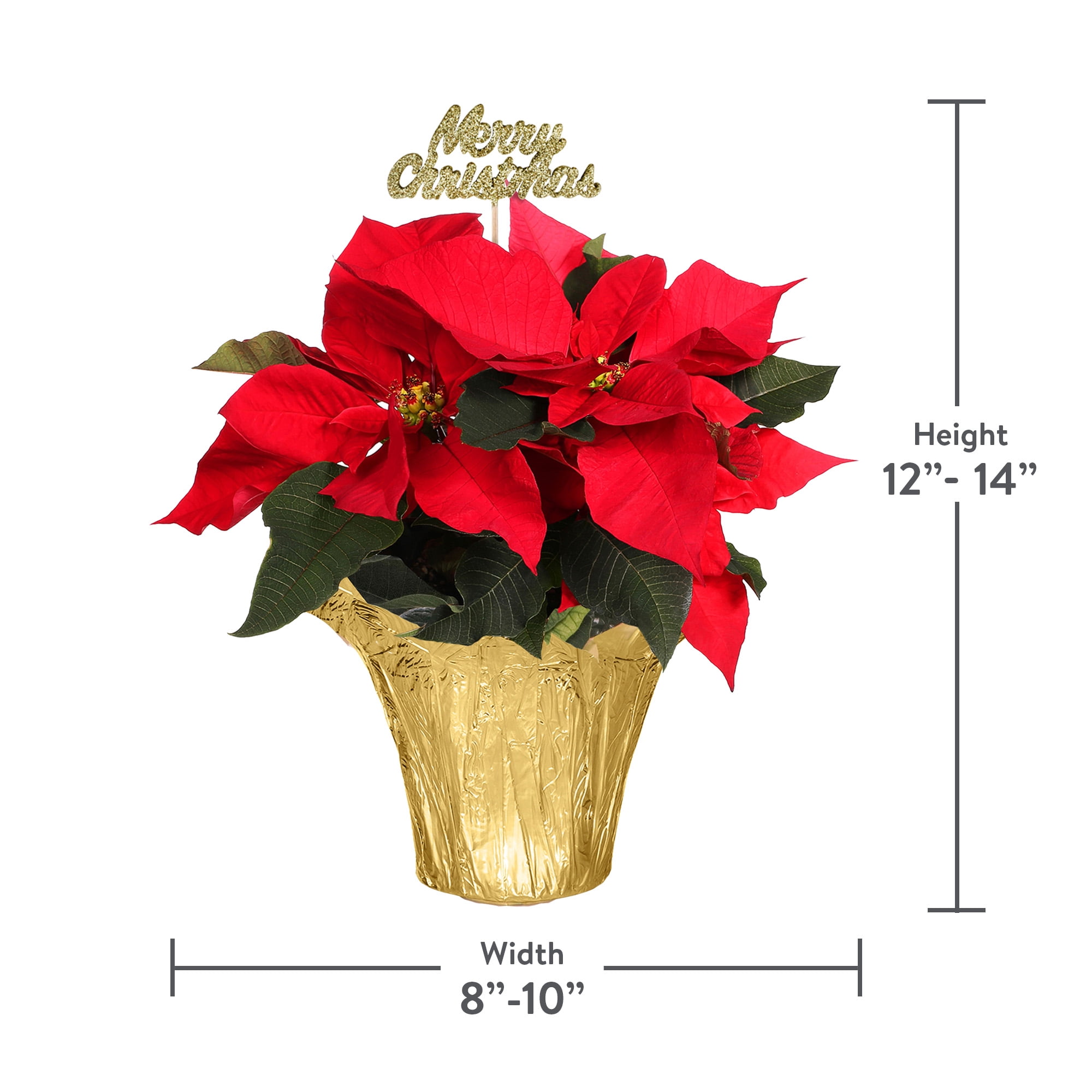 Plants and Blooms 8-10" Red Poinsettia Live Plant in 4" Gold Pot Cover with Merry Christmas Pick, House Plant