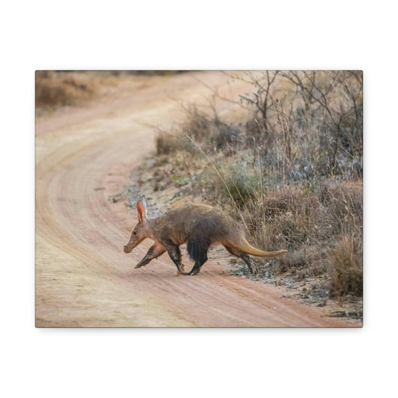 Aardvark Hunting Aardvark on Hunt Print Animal Wall Art Wildlife Canvas Prints Wall Art Ready to Hang Unframed