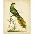 thumbnail image 2 of Nodder, Frederick P. 12x14 White Modern Wood Framed Museum Art Print Titled - Nodder Tropical Bird IV, 2 of 4