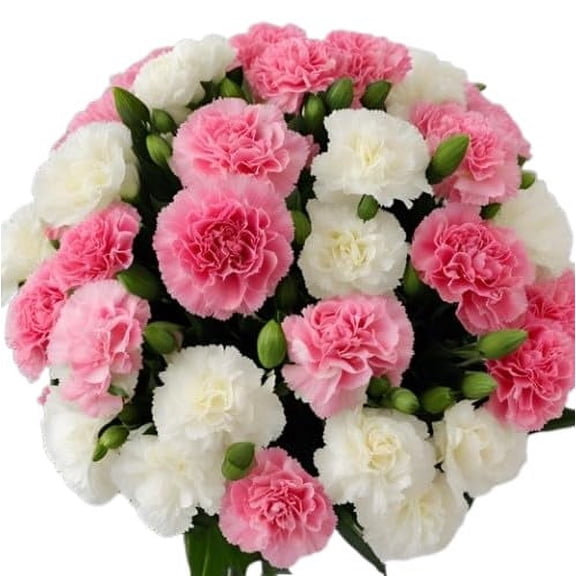 KaBloom: 12 Pink and White Carnation without vase, Next-Day Delivery, Gift for Every Occasion.
