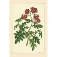 thumbnail image 3 of Vision Studio 11x14 Black Modern Framed Museum Art Print Titled - Red Curtis Botanical III, 3 of 5