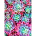 thumbnail image 2 of Cuadros Decorativos Diamante pintura 5D taladro redondo completo mosaico DIY Color suculentas Kit decoración de pared Ndcxsfigh Nuevos Originales, 2 of 8