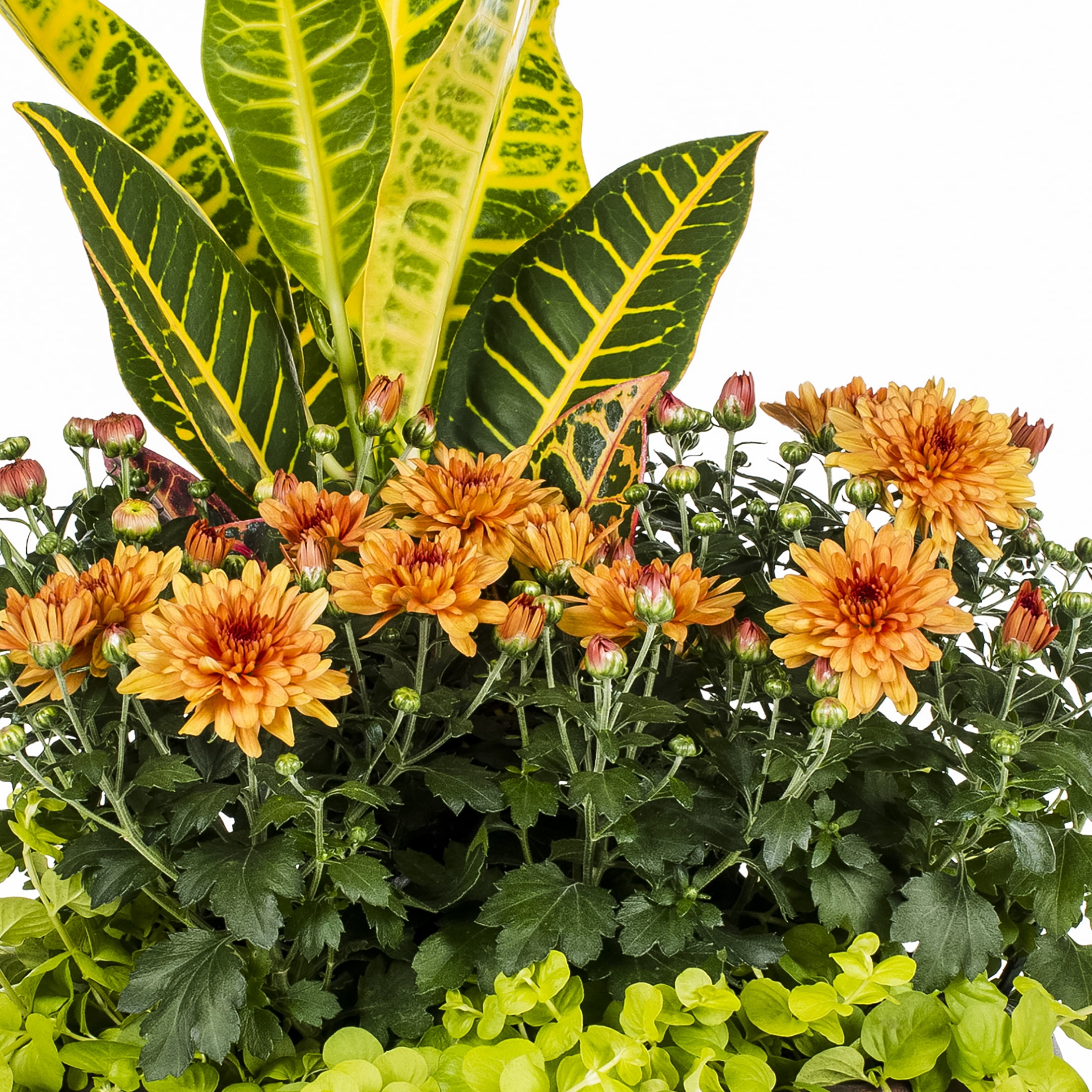 Expert Gardener 1.5G Multicolor Annual Combo Live Plants with Decorative Planter Full Sun