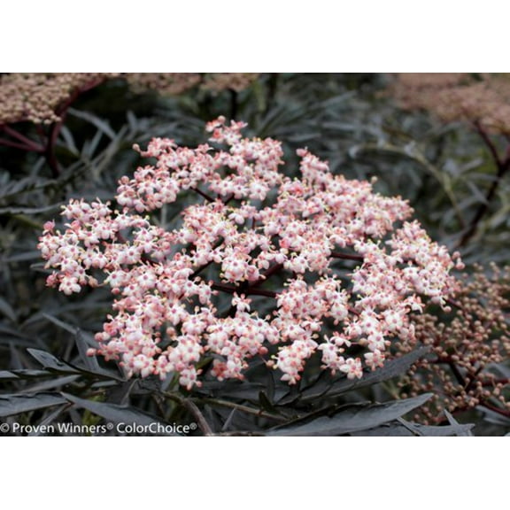 Black Lace® Elderberry