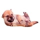 thumbnail image 4 of 2 Piezas Perro Tiro Almohada Almohada Divertido Animal Muñecas Lindo Gloria Arrojar la almohada, 4 of 5