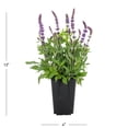 thumbnail image 4 of Expert Gardener 1.5PT Blue Salvia Live Perennial Plant Sun 5 -Pack, 4 of 7