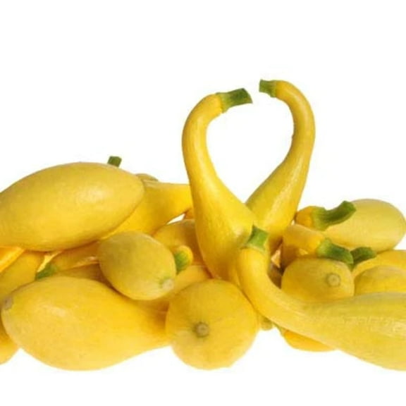 Treated Squash Delta F1 Seed