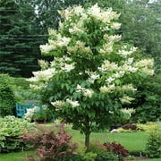 Brighter Blooms - Ivory Silk Japanese Lilac Tree, 5-6 ft. - No Shipping To AZ