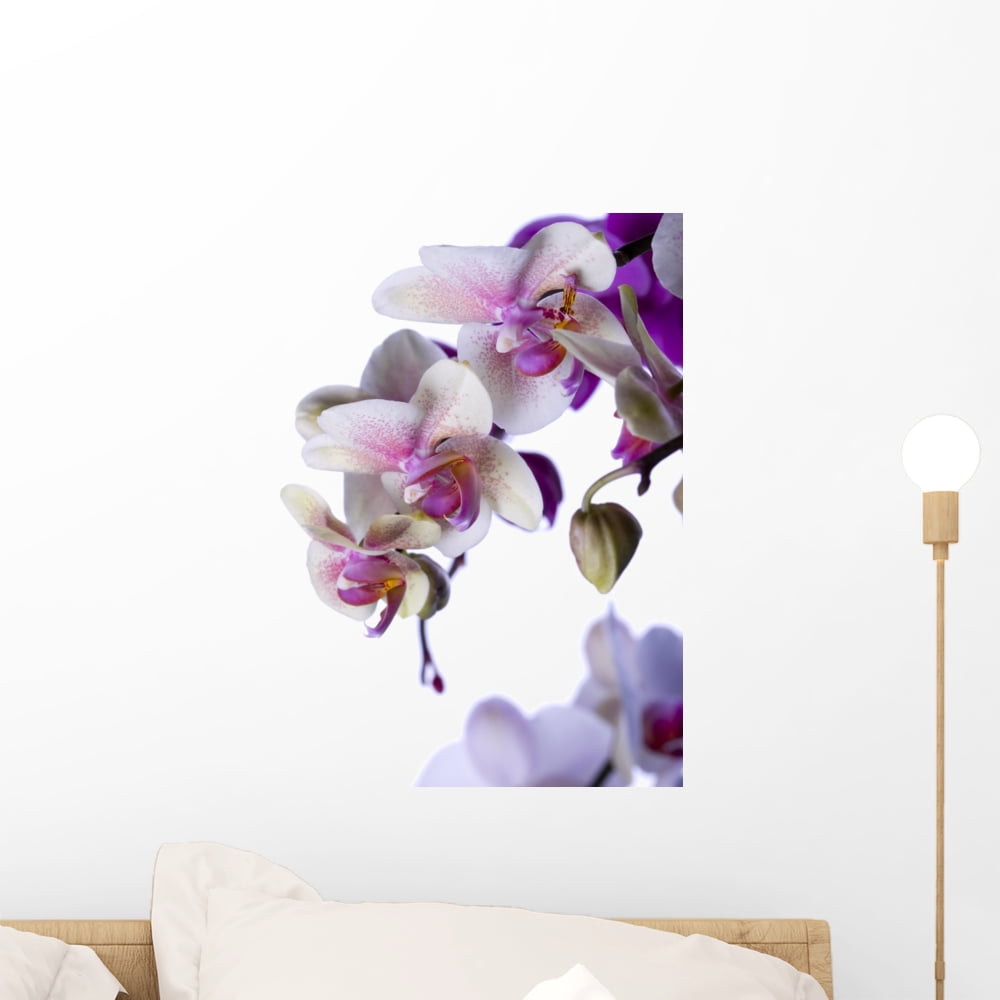 White Orchids Wall Mural by Wallmonkeys Peel and Stick Graphic (18 in H