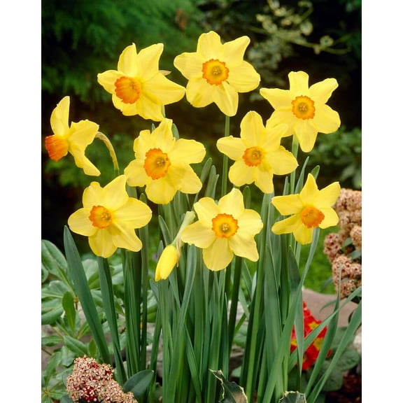 Red Devon Daffodil Bulbs for Planting 5 Bulbs