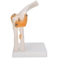 thumbnail image 2 of Knee Joint Model, Lifelike Flexible Elbow Joint Model, With Ligaments For Patient Education, 2 of 8