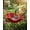 1pc, variant on Handmade Metal Flower Garden Stake with Bee Bath & Bird Water Bowl – Decorative Outdoor Yard Art, Butterfly & Pollinator Watering Station, Weather-Resistant Garden Decor Gift
