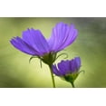 thumbnail image 2 of OBrien, Jay 24x17 Gold Ornate Wood Framed with Double Matting Museum Art Print Titled - Wilmington, Delaware Cosmos flowers, 2 of 4