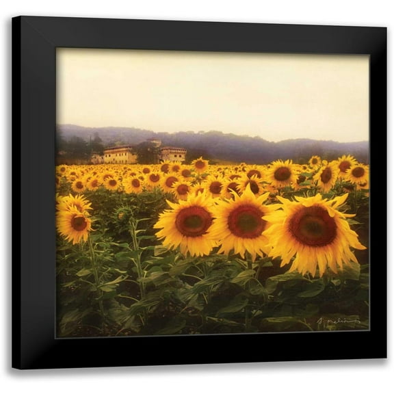 Melious, Amy 12x12 Black Modern Framed Museum Art Print Titled - Tuscan Sunflowers