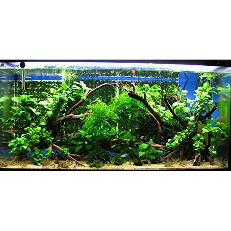 Aquascaping Canvas Assorted Spiderwood By The Pound- Aquascaping