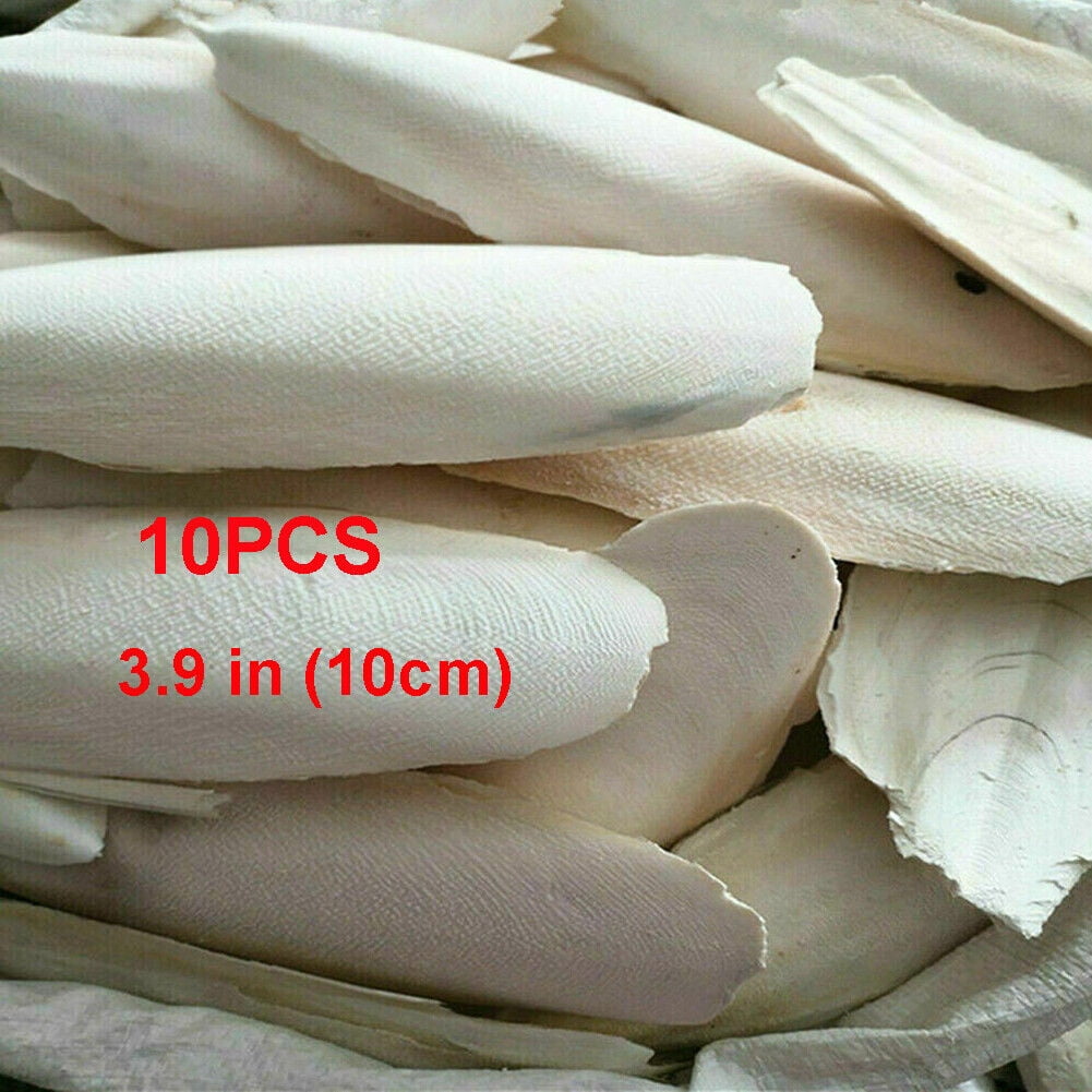 10/20PCS Cuttlebone Cuttlefish Bone Sepia Cuttle Fish Pet Bird Food