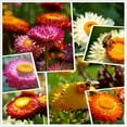 thumbnail image 2 of 100+ Seeds| Sultane Strawflower Mix Seeds For Planting In The Garden [BUY 3 GET 1 FREE] #k012, 2 of 3