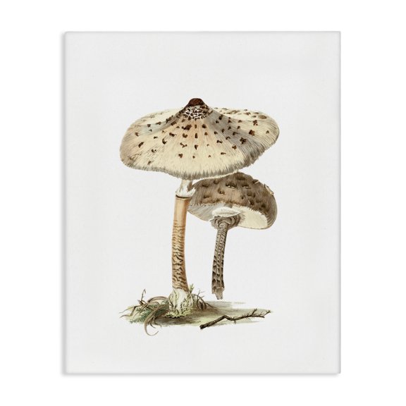 Stupell Industries Farmhouse Neutral Brown Mushrooms Canvas Art, 16 x 20, by Lettered and Lined
