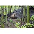 thumbnail image 2 of Delisle, Gilles 24x17 Gold Ornate Wood Framed with Double Matting Museum Art Print Titled - Canada, Mt St-Bruno Park Red fox kit at den site, 2 of 4