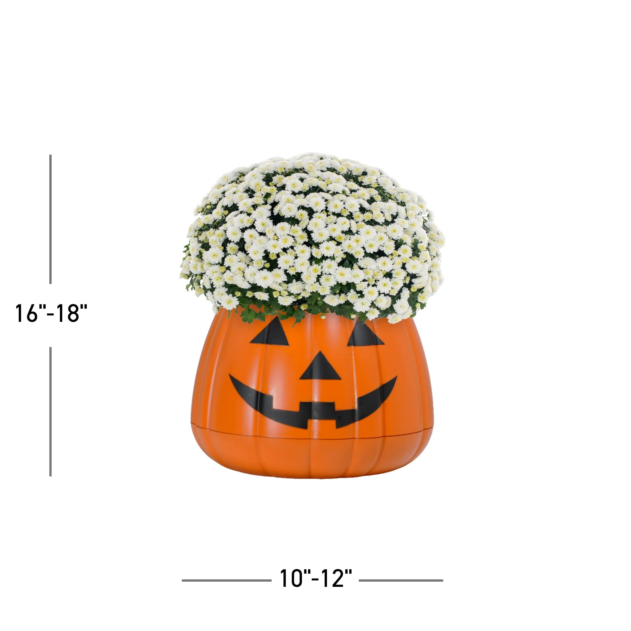 Expert Gardener 3qt White Mum in 7" Jack-O-Lantern Planter (1-pack), Fall Decor