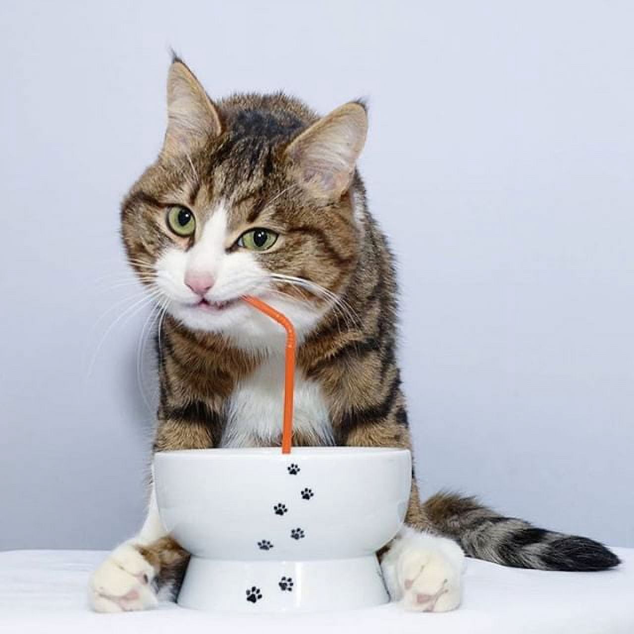 (2 pack) Necoichi Raised Cat Water Bowl, White
