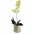 thumbnail image 4 of 4" Slotted Clear Orchid Pots - 3 Pack (Golden Creme), 4 of 4