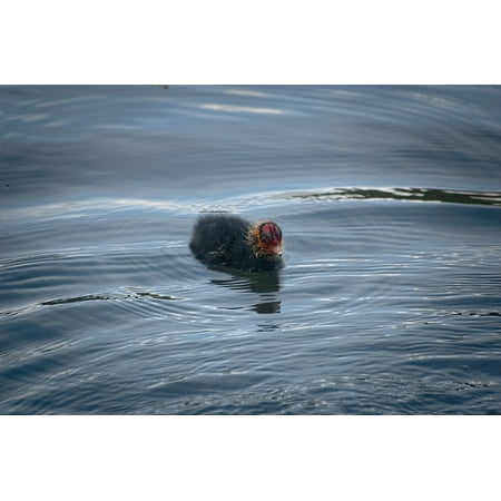 LAMINATED POSTER Duck Young Chicks Ralle Coot Water Bird Poster Print 24 x 36