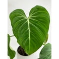 thumbnail image 5 of Philodendron Gloriosum - Live Air-Purifying Indoor Plant in Nursery Pot – Easy Care, Low Maintenance Houseplant for Home & Office Decor, Natural Air Cleaner, Best for Beginners (2"Pot), 5 of 9