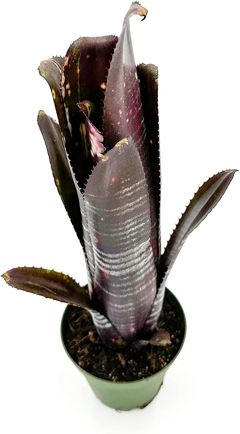 Billbergia 'Darth Vader' Darth Vader – Bromeliad - The Kyle's