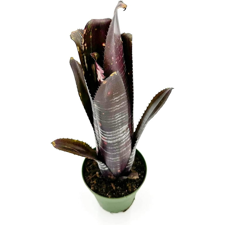 ragnaroc Live Plants – Bromeliad Billbergia Darth Vader, 8