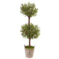 thumbnail image 1 of 5 ft. Olive Tree in Farmhouse Planter, 1 of 1