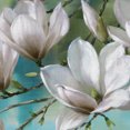 thumbnail image 3 of Masterpiece Art Gallery Magnolia Morning Teal By Roger Daniels Canvas Art Print 24" x 36", 3 of 4