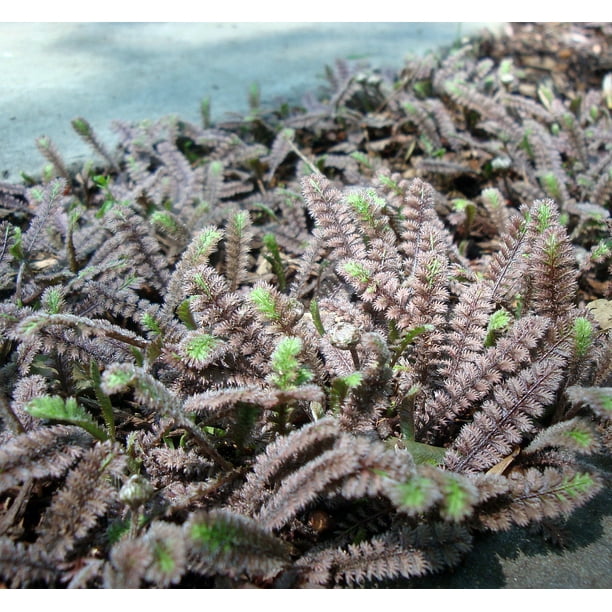 Black Brass Buttons Leptinella 2.5" Pot Terrarium/Fairy Garden