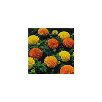 Marigold Cracker Jack Nice Garden Flower by Seed Kingdom 1 Oz Seeds