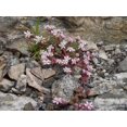 thumbnail image 3 of 50 Graines de SEDUM Sea Star / Wids Cross Stonecrop SEDUM Pulchellum, 3 of 5