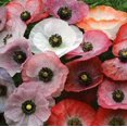thumbnail image 2 of 100 MOTHER Of PEARL POPPY Mix Papaver Rhoeas Flower Seeds Mixed Colors, 2 of 2