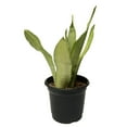 thumbnail image 3 of Silver Snake Plant - 5 Live Plants in 4 Inch Growers Pots - Sansevieria Trifasciata 'Moonshine' - Beautiful and Elegant Easy Care Indoor Houseplants, 3 of 7