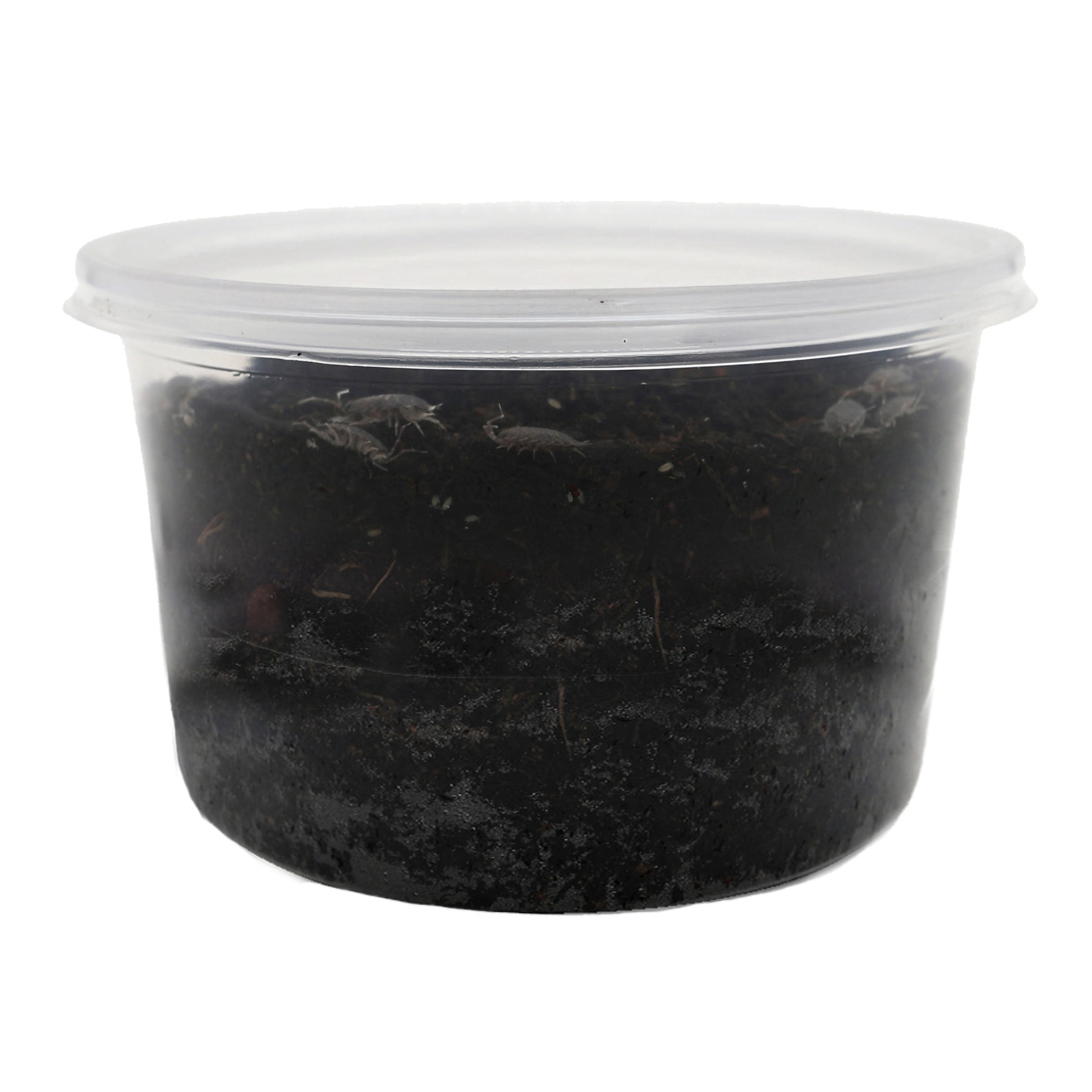 ReptiCulture Powder Blue Isopod 15 ct