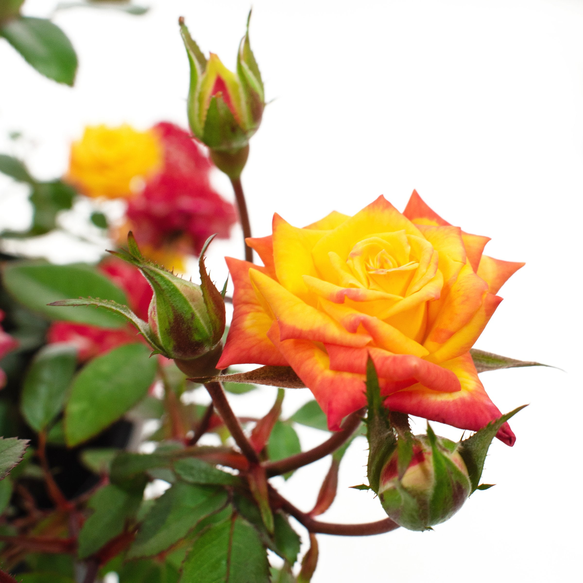 2 gal Live Rose Rainbow Sunblaze with Yellow Flowers