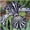 C, variant on Iris for Planting-(Non-Artificial)-Easy Care & Quick Sprouting, Gorgeous Multicolored Blossoms, Great for Yard Decor, Perennial Flowering