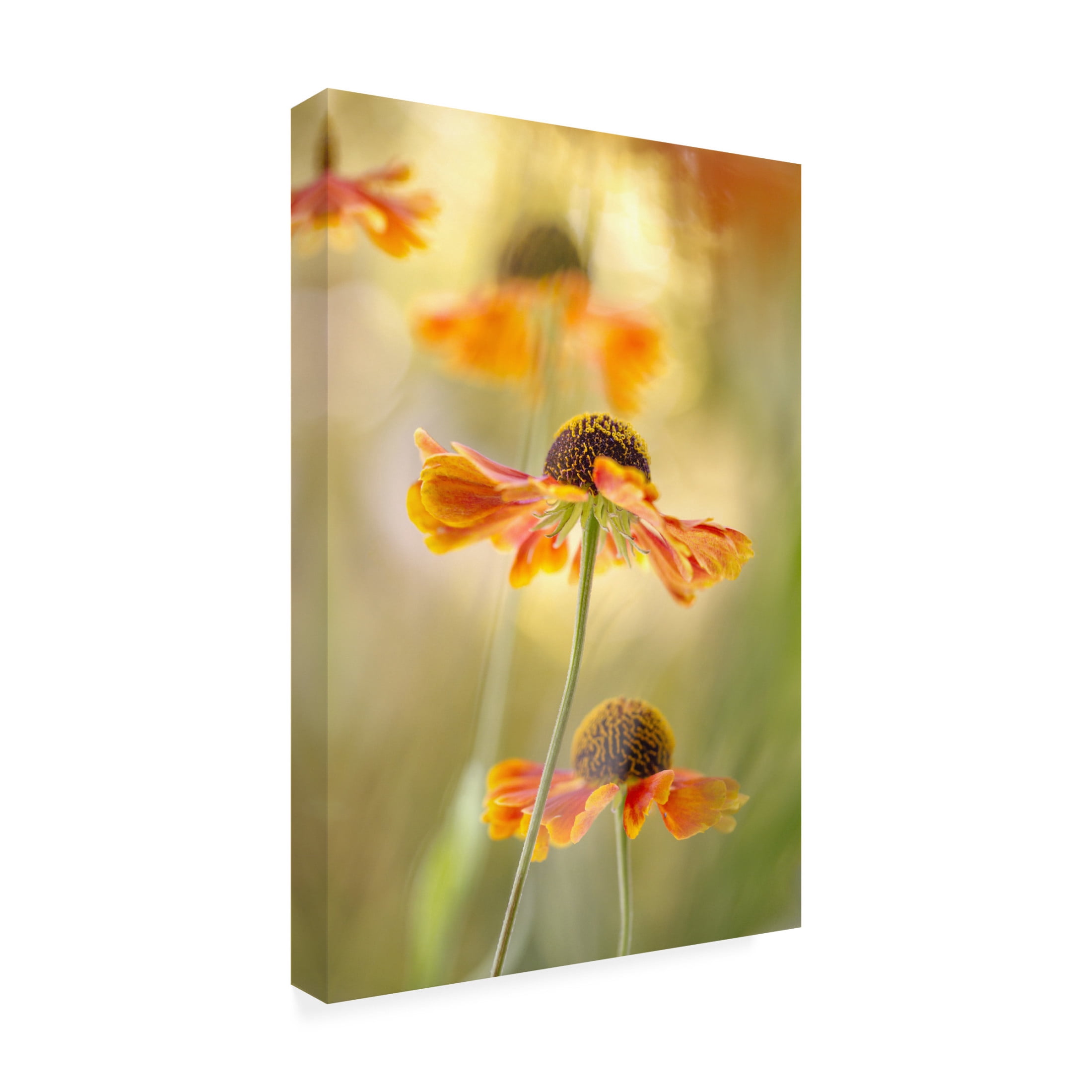 Canvas Wall Art - Mandy Disher 'Helenium' Wall Art for Living Room, Bedroom, or Office D?cor by Trademark Fine Art - 16 x 24 Inches