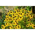 thumbnail image 6 of Seedville 500 Brown Eyed Susan Plant Seeds, Yellow petals with brown centers, 6 of 7