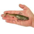 thumbnail image 2 of Berkley PowerBait® Saltwater Pre-Rigged Cullshad, 6 in, Silver Flash, 2 of 3