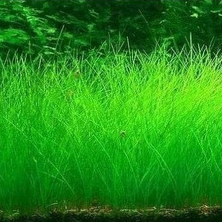 Aquarium Plant Seeds Aquatic Water Grass Decoration as Garden Fish Tank Foreground Plant Small Eleocharis acicularis | Walmart Canada Aquarium Plant Seeds Aquatic Water Grass Decoration as Garden Fish Tank Foreground Plant Small Eleocharis acicularis | Walmart Canada