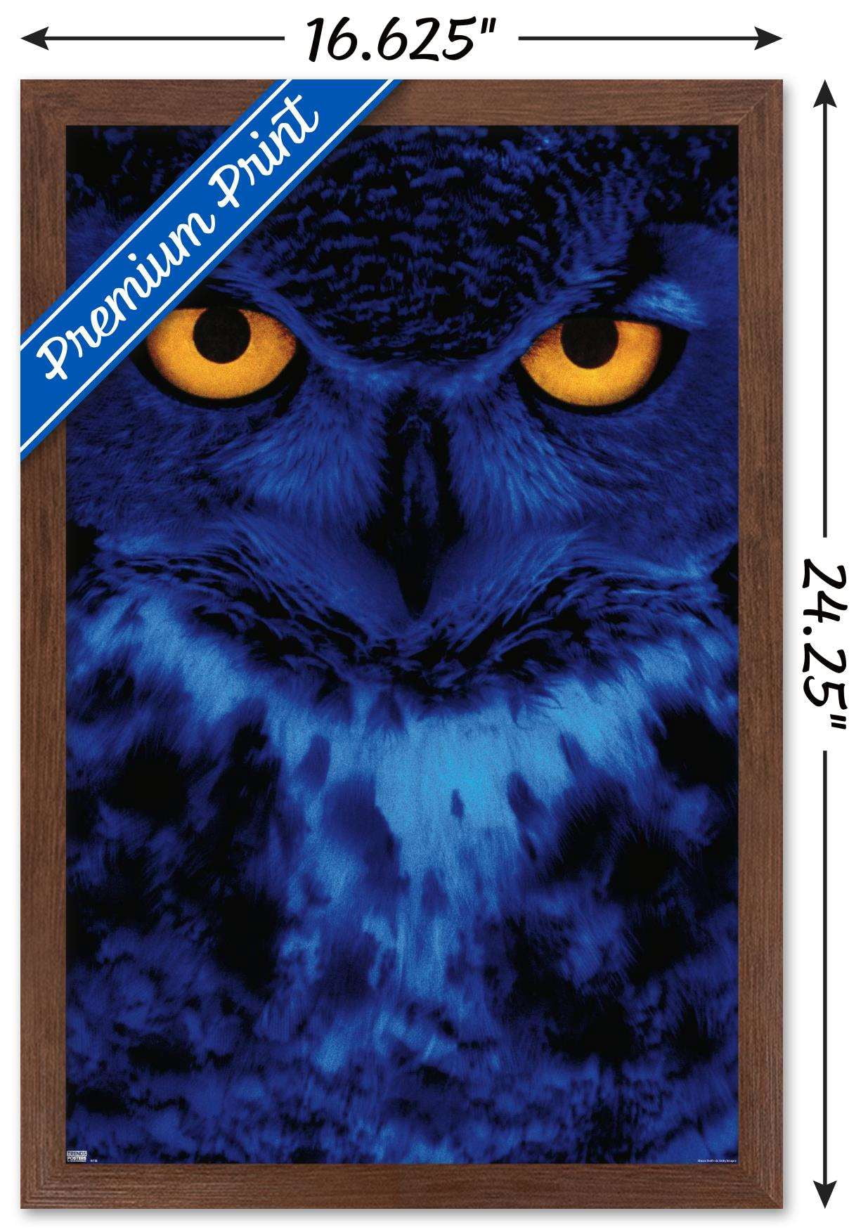 Owl - Eyes Wall Poster, 14.725" x 22.375", Framed