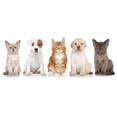thumbnail image 1 of maskred Kid's Room Wall Sticker DIY Scene Layout Printed Animals Themed Dogs Cats Pets Self-adhesive Decal Home Ornament, 1 of 6