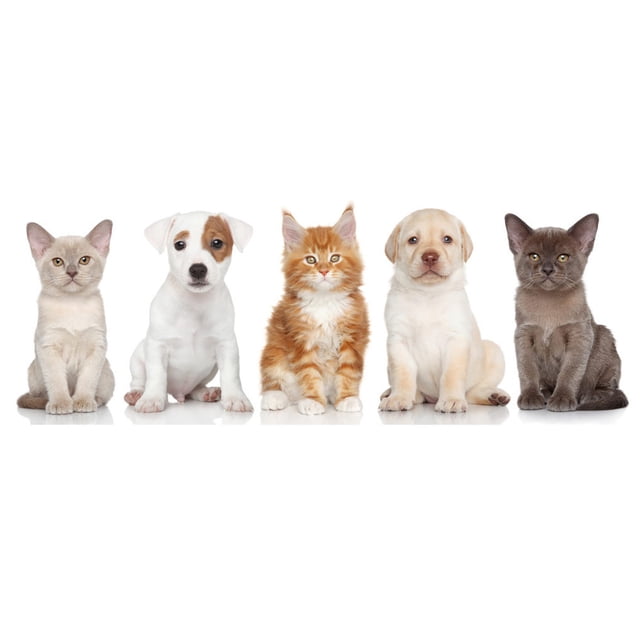 Matsuzay Adhesivo de pared de habitación para niños, bricolaje, para interiores, con temática de animales, perros, gatos, mascotas, Decoración del hogar